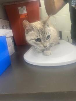 Jazmine -  Domestic Short Hair Cat for Adoption in Gainesville, Florida - Jazmine | PetCurious