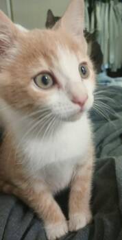 Ducky - CCC -  Tabby and Domestic Short Hair Cat for Adoption in San Luis Obispo, California - Ducky - CCC | PetCurious