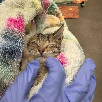 Clover -  Domestic Short Hair Cat for Adoption in Chattanooga, Tennessee - Clover | PetCurious