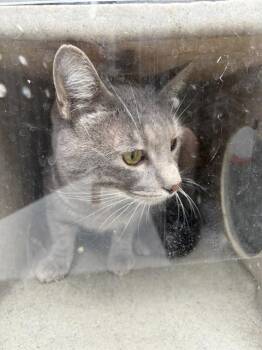 Domestic Short Hair Cats Available for Adoption - A120588 | PetCurious