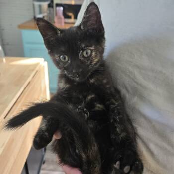 Rescue American Shorthair Cats for Adoption in Lynchburg, Virginia - Twig | PetCurious