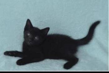 Dreamy -  Domestic Short Hair Cat for Adoption in Largo, Florida - Dreamy | PetCurious