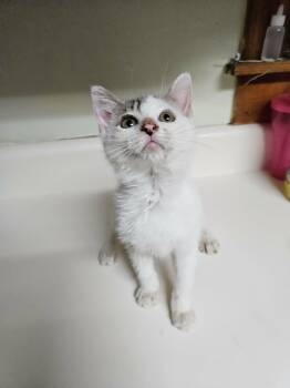 Zena -  Domestic Short Hair Cat for Adoption in Dyersburg, Tennessee - Zena | PetCurious
