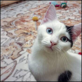 Rescue Domestic Short Hair Cats for Adoption in Roswell, Georgia - Kit Tea | PetCurious