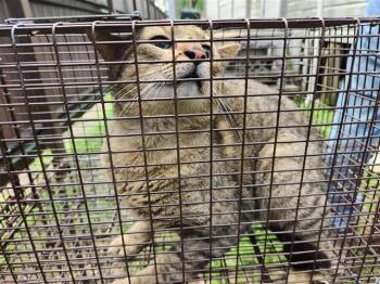 Domestic Short Hair Cats Available for Adoption in Houston, Texas - A654333 | PetCurious