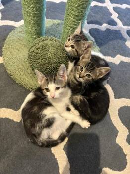 Domestic Short Hair Cats Available for Adoption in Pleasanton, California - Shasta | PetCurious