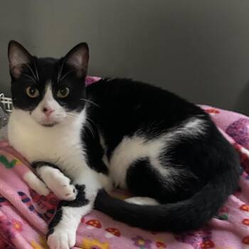 Raisin -  Domestic Short Hair Cat for Adoption in Carmel, Indiana - Raisin | PetCurious