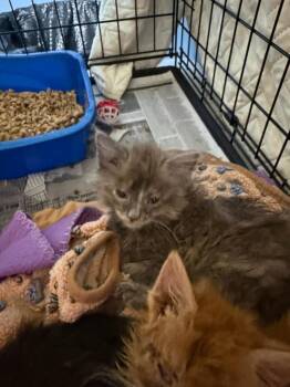 Elaine -  Domestic Medium Hair Cat for Adoption in Evansville, Indiana - Elaine | PetCurious