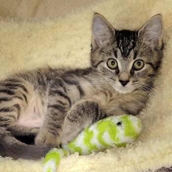 Rescue Domestic Short Hair Cats for Adoption in Pennsville Township, New Jersey - Caboose | PetCurious