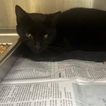 Tita -  Domestic Short Hair Cat for Adoption in Winston-salem, North Carolina - Tita | PetCurious