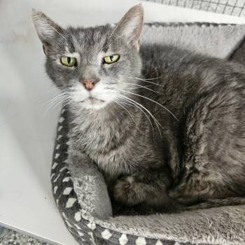 Domestic Short Hair Cats Available for Adoption in Kingman, Kansas - Angel | PetCurious