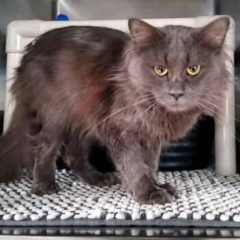 QUINN -  Domestic Long Hair Cat for Adoption in Wyandotte, Michigan - QUINN | PetCurious