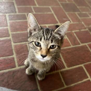 Cookie KV -  Domestic Short Hair Cat for Adoption in Shorewood, Illinois - Cookie KV | PetCurious