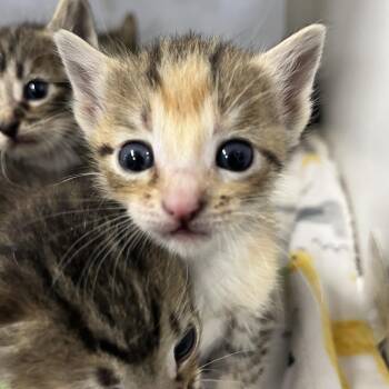 Love -  Domestic Short Hair Cat for Adoption in Stephenville, Texas - Love | PetCurious