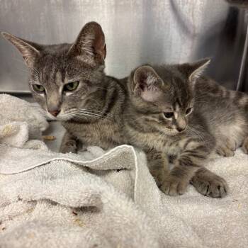 Sahara -  Domestic Short Hair Cat Available for Adoption in Los Angeles, California - Sahara | PetCurious