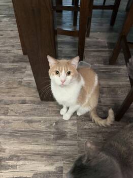 Rusty -  Domestic Short Hair Cat for Adoption in St. Peters, Missouri - Rusty | PetCurious