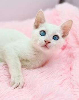 Brushbuddy -  Siamese Cat for Adoption in Covington, Louisiana - Brushbuddy | PetCurious
