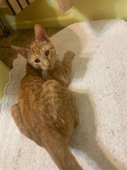 Domestic Short Hair Cats Available for Adoption - Leonard | PetCurious