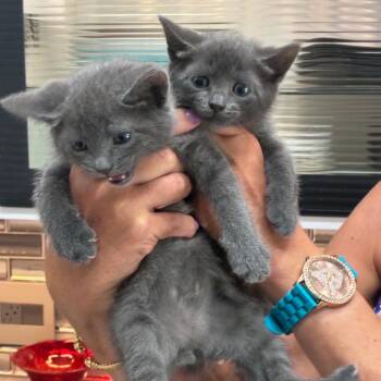 Lux -  Domestic Short Hair Cat for Adoption in Jupiter, Florida - Lux | PetCurious