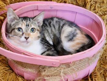 Calico and Extra Toes Cat Hemingway Polydactyl Cats Available for Adoption - Selene | PetCurious