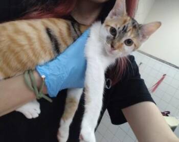 Venus -  Domestic Short Hair Cat for Adoption in Palm Coast, Florida - Venus | PetCurious