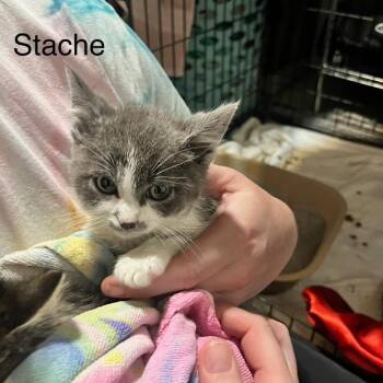 Stache -  Domestic Short Hair Cat for Adoption in Edwardsville, Illinois - Stache | PetCurious