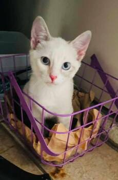 Sierra -  Domestic Short Hair and Siamese Cat for Adoption in Broken Arrow, Oklahoma - Sierra | PetCurious