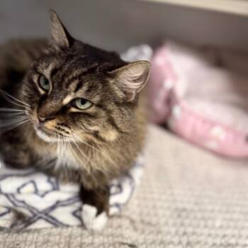 Rescue Domestic Medium Hair Cats for Adoption in Wheeling, Illinois - Palusa | PetCurious