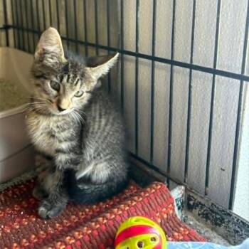 Yoshi -  Domestic Short Hair Cat for Adoption in Stephenville, Texas - Yoshi | PetCurious