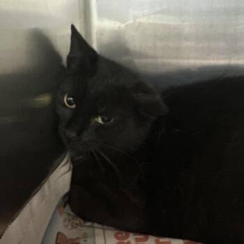 Charlotte -  Domestic Short Hair Cat for Adoption in Corbin, Kentucky - Charlotte | PetCurious
