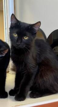 EVIE -  Domestic Medium Hair Cat for Adoption in Thousand Palms, California - EVIE | PetCurious