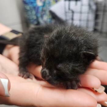 American Shorthair Cats Available for Adoption in Lake Jackson, Texas - Kitten 3 | PetCurious