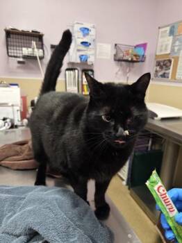 Night Fury -  Domestic Short Hair Cat for Adoption in Vancouver, Washington - Night Fury | PetCurious