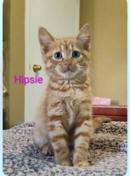 Hipsie -  Domestic Short Hair Cat for Adoption in Sainte-martine, Quebec - Hipsie | PetCurious