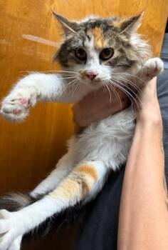 Domestic Long Hair Cats Available for Adoption - Misty | PetCurious