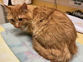 KAIJU -  Domestic Long Hair Cat Available for Adoption in Colorado Springs, Colorado - KAIJU | PetCurious