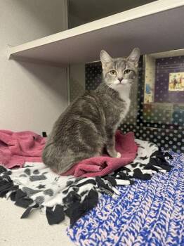 BEWILDERBEAST -  Domestic Short Hair Cat for Adoption in Omaha, Nebraska - BEWILDERBEAST | PetCurious