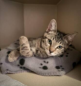 Athena -  Domestic Short Hair Cat for Adoption in Los Angeles, California - Athena | PetCurious
