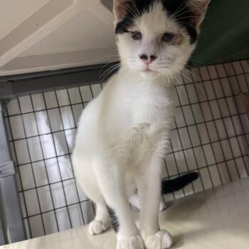 Jetta -  Domestic Short Hair Cat for Adoption in Sebring, Florida - Jetta | PetCurious