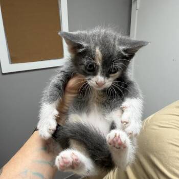 Meow-lissa -  Domestic Short Hair Cat for Adoption in Bentonville, Arkansas - Meow-lissa | PetCurious