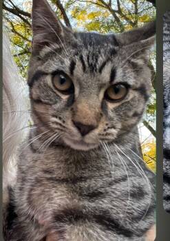 Willy -  American Shorthair Cat for Adoption in Ashland, Ohio - Willy | PetCurious