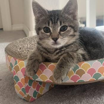 Squeak -  Domestic Short Hair Cat for Adoption in Portland, Oregon - Squeak | PetCurious