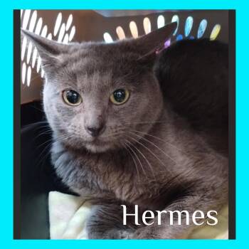 Rescue Russian Blue Cats for Adoption in Lawton, Oklahoma - HERMES | PetCurious