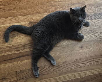 Rescue Russian Blue and Domestic Short Hair Cats for Adoption in Nashville, Tennessee - Bo | PetCurious