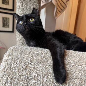 Slinky -  Domestic Short Hair Cat for Adoption in Gibsonia, Pennsylvania - Slinky | PetCurious