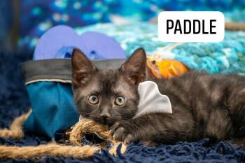 Paddle -  Domestic Short Hair Cat Available for Adoption in Sevierville, Tennessee - Paddle | PetCurious