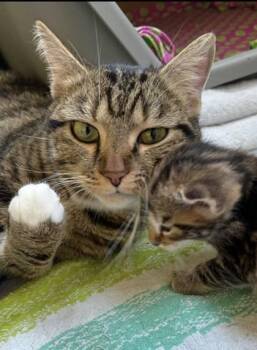Domestic Short Hair Cats Available for Adoption in Fairfax, Virginia - Maisie | PetCurious