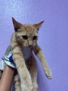 Domestic Short Hair Cats Available for Adoption - 59586083 | PetCurious