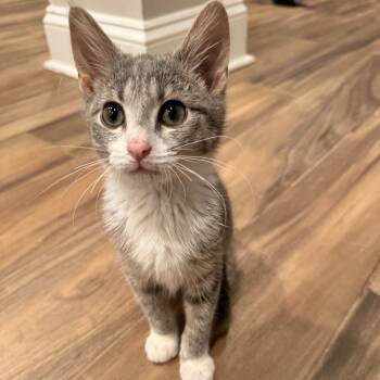 Rescue Domestic Short Hair Cats for Adoption in Chicago, Illinois - Petunia | PetCurious