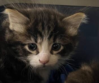 Tuck -  Domestic Medium Hair Cat Available for Adoption in Saginaw, Michigan - Tuck | PetCurious
